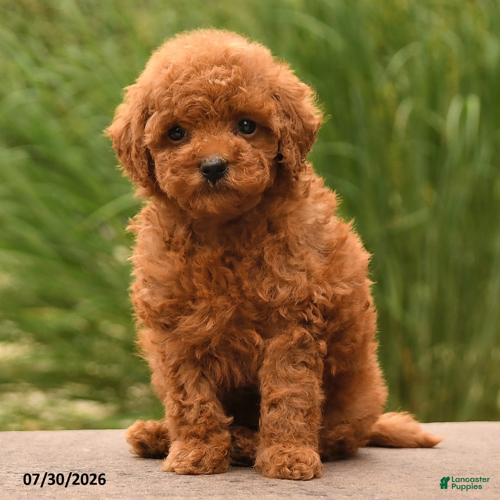 Toy Poodle dogs Moose - Ad 2