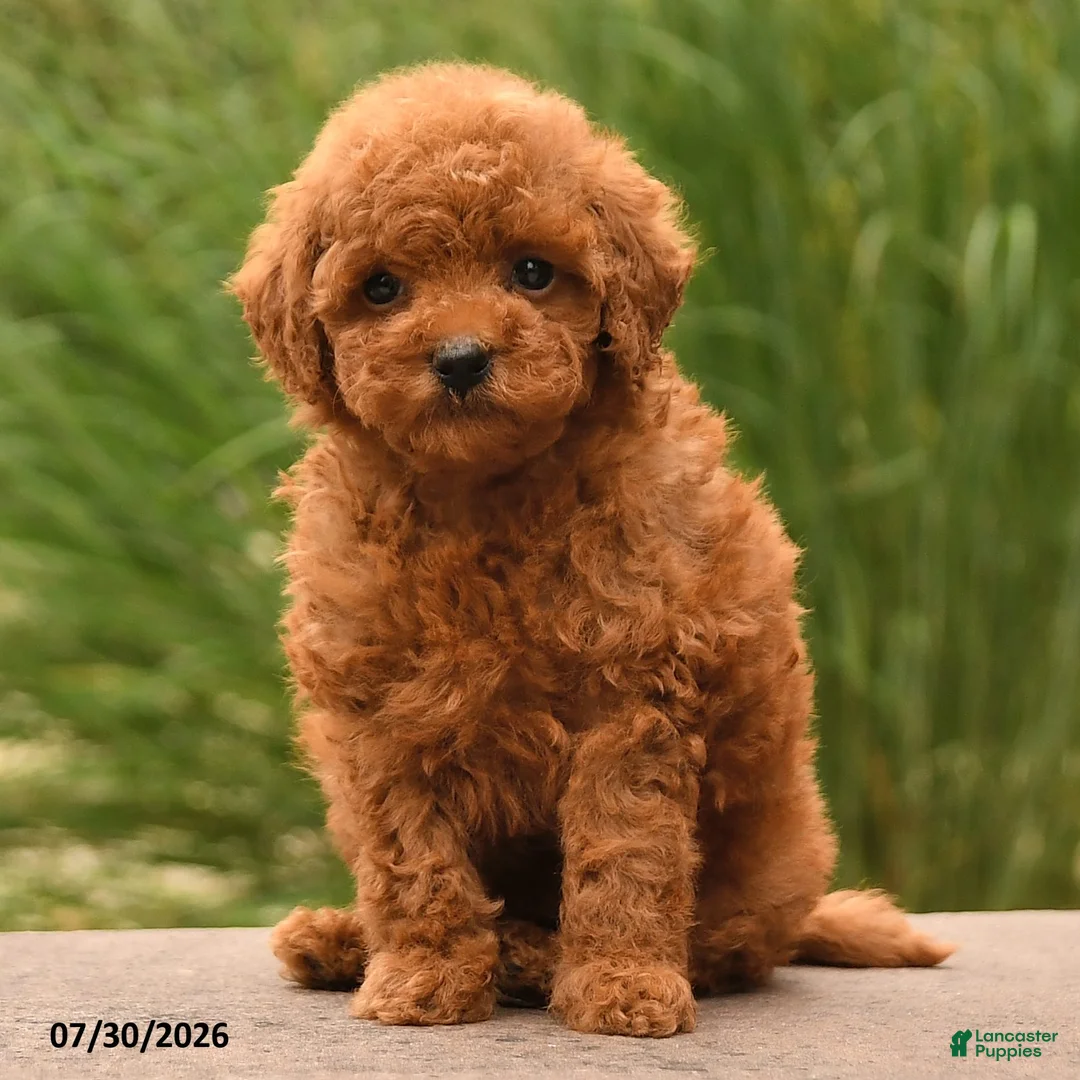 Toy Poodle dogs for sale: Moose - Ad 2