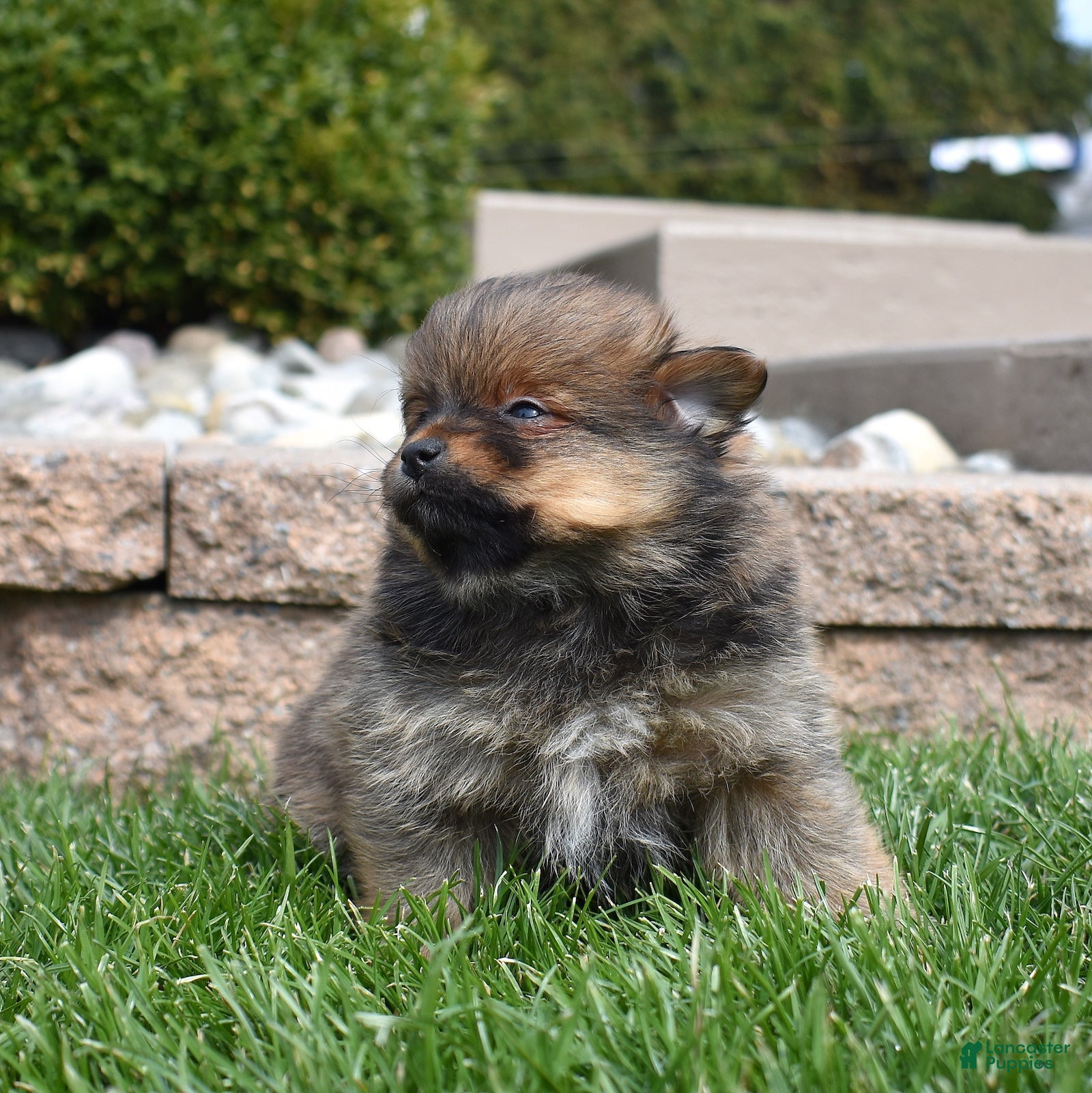 Pomeranian dogs Daisy  - Ad 1