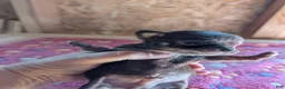 Chihuahua dogs for sale: Max - Ad 5
