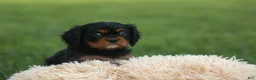 Cavalier King Charles Spaniel dogs for sale: Kona 💛🐾 - Ad 16