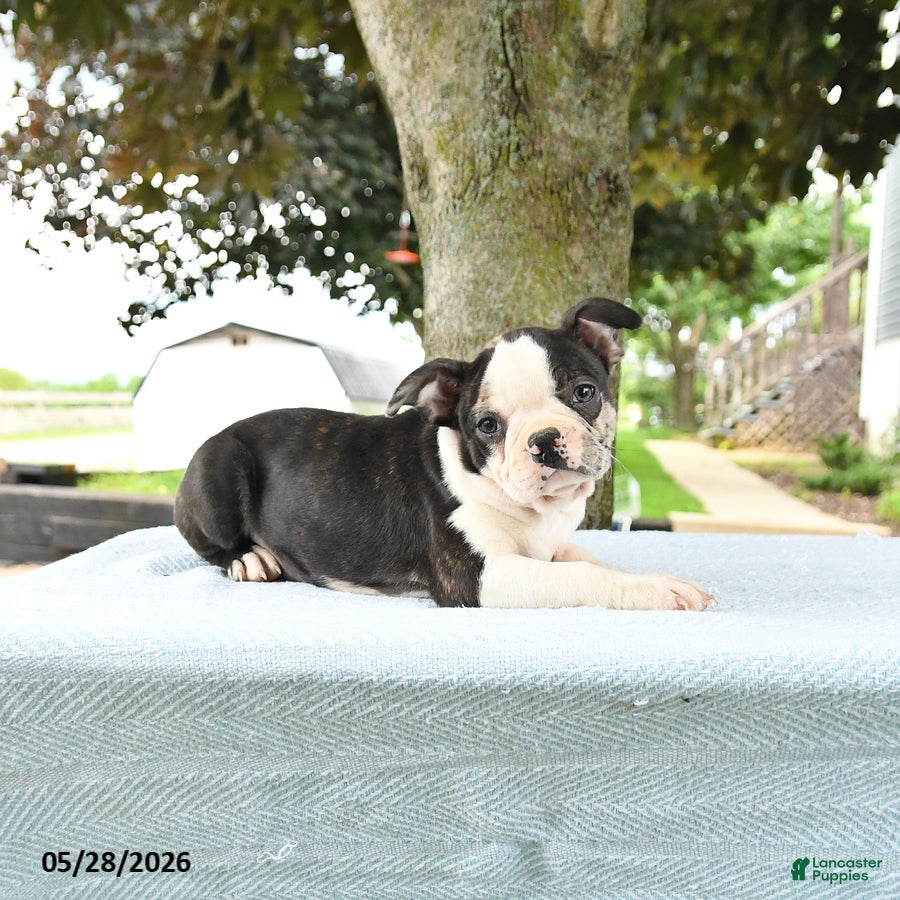 Boston Terrier dogs Romeo - Ad 2
