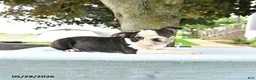 Boston Terrier dogs for sale: Romeo - Ad 7