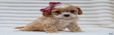 Pearl Cavapoo Puppy