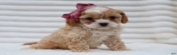 Cavapoo dogs for sale: Pearl Cavapoo Puppy - Ad 1