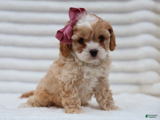 Cavapoo dogs Pearl Cavapoo Puppy - Ad 36