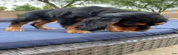 Cocker Spaniel dogs for sale: Cocker Spaniel 1 - Ad 6