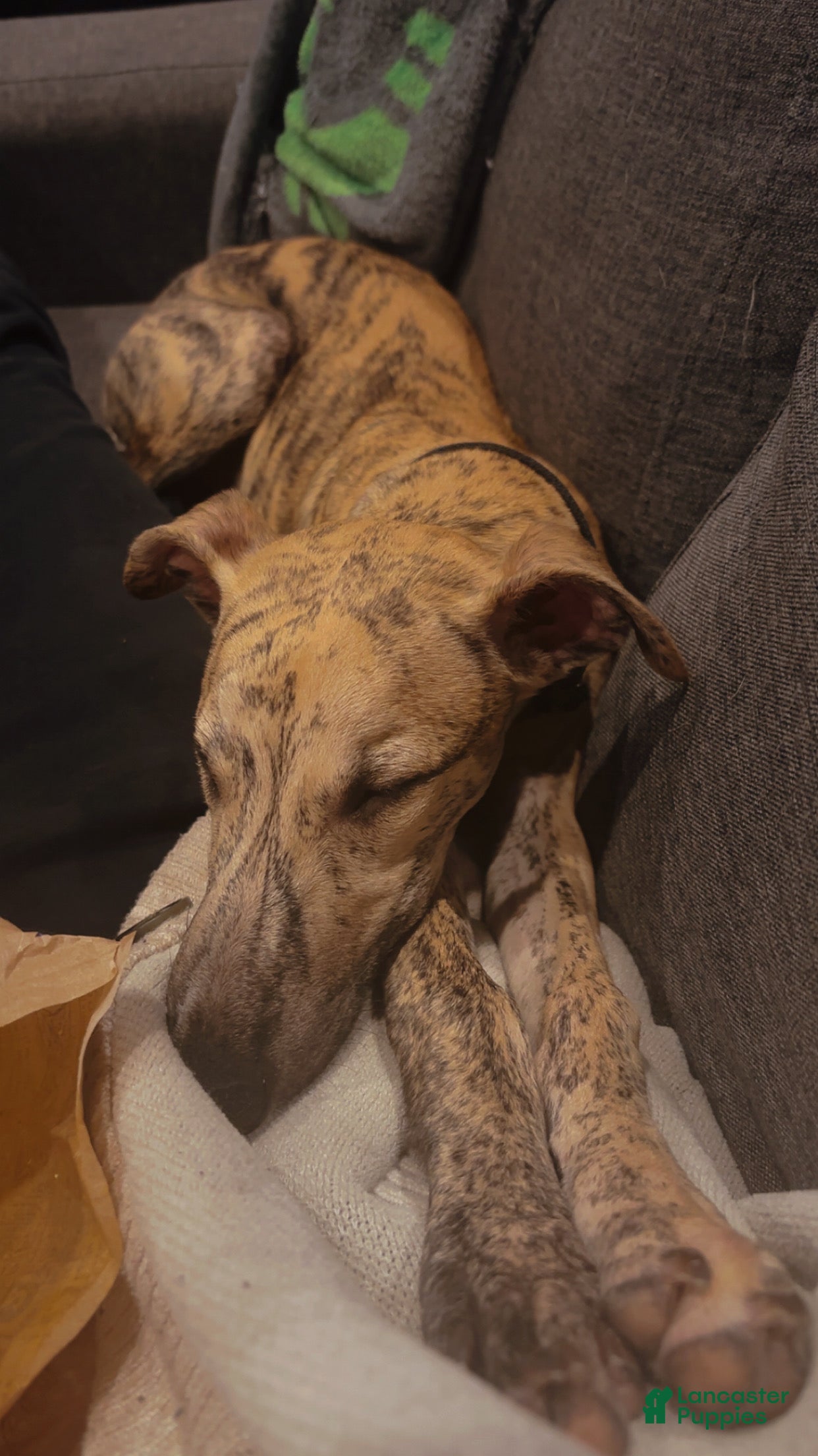 Whippet dogs Miles - Ad 1