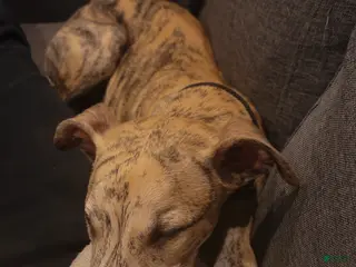 Whippet dogs Miles - Ad 1