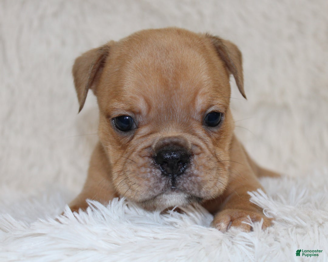 English Bulldog dogs for sale: Polo - Ad 2