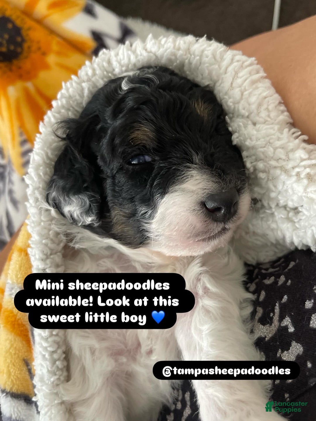 Mini Sheepadoodle dogs for sale: Black-Onyx - Ad 9