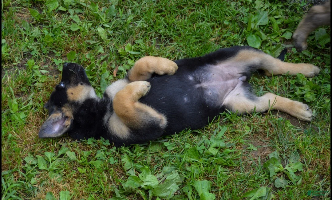 Mixed Breed dogs for sale: Belle - Ad 1