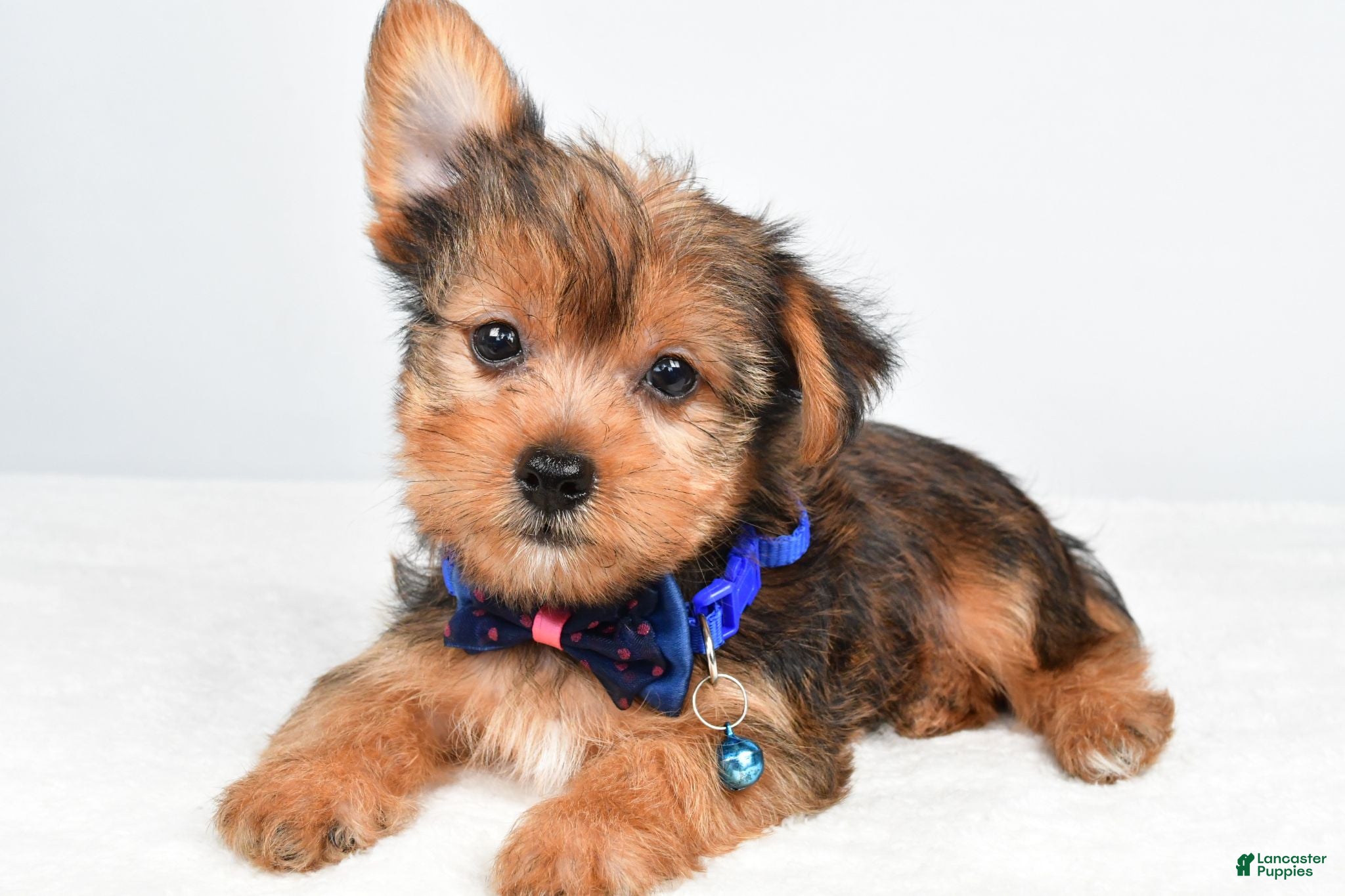 Yorkshire Terrier dogs Wyatt - Ad 1