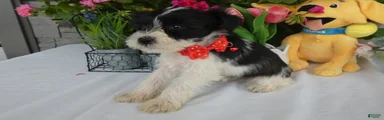 Miniature Schnauzer 3 Marcy