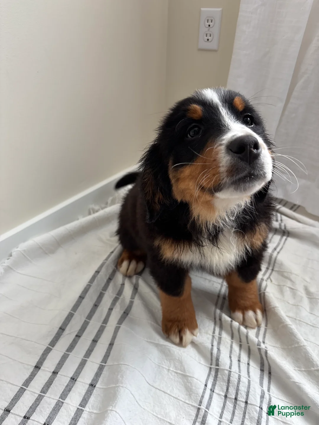 Bernese Mountain Dog dogs for sale: Serena - Ad 1