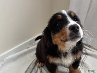 Bernese Mountain Dog dogs for sale: Serena - Ad 2