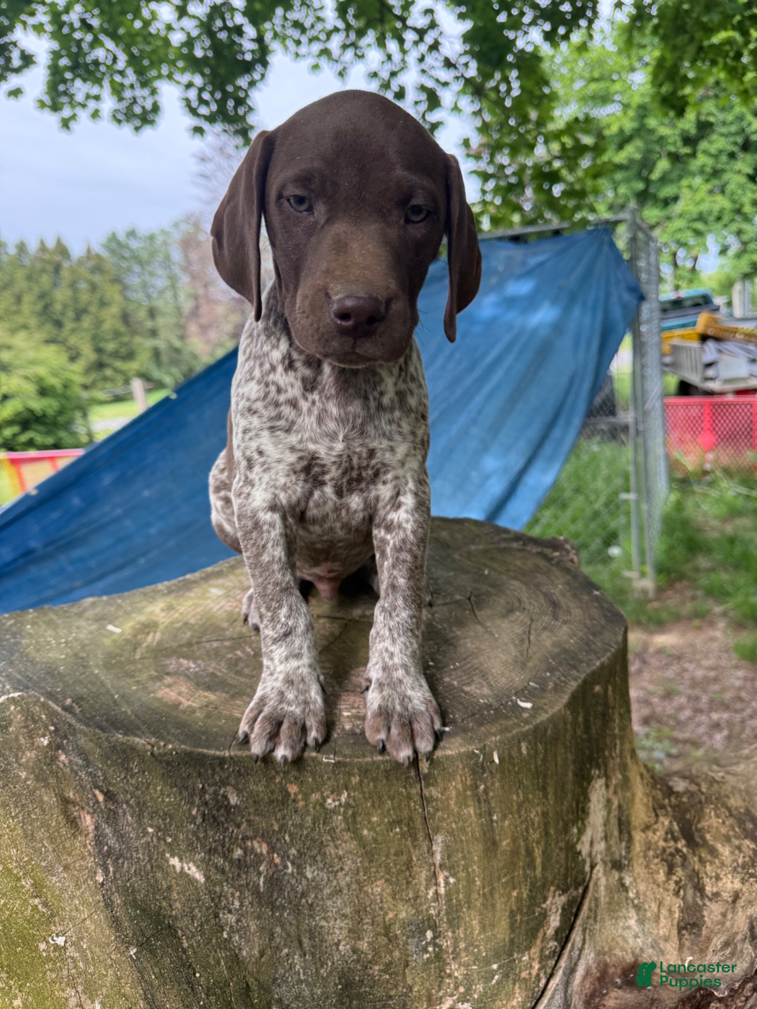 German Shorthaired Pointer dogs Gary - Ad 33