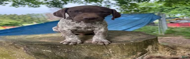 Gary
