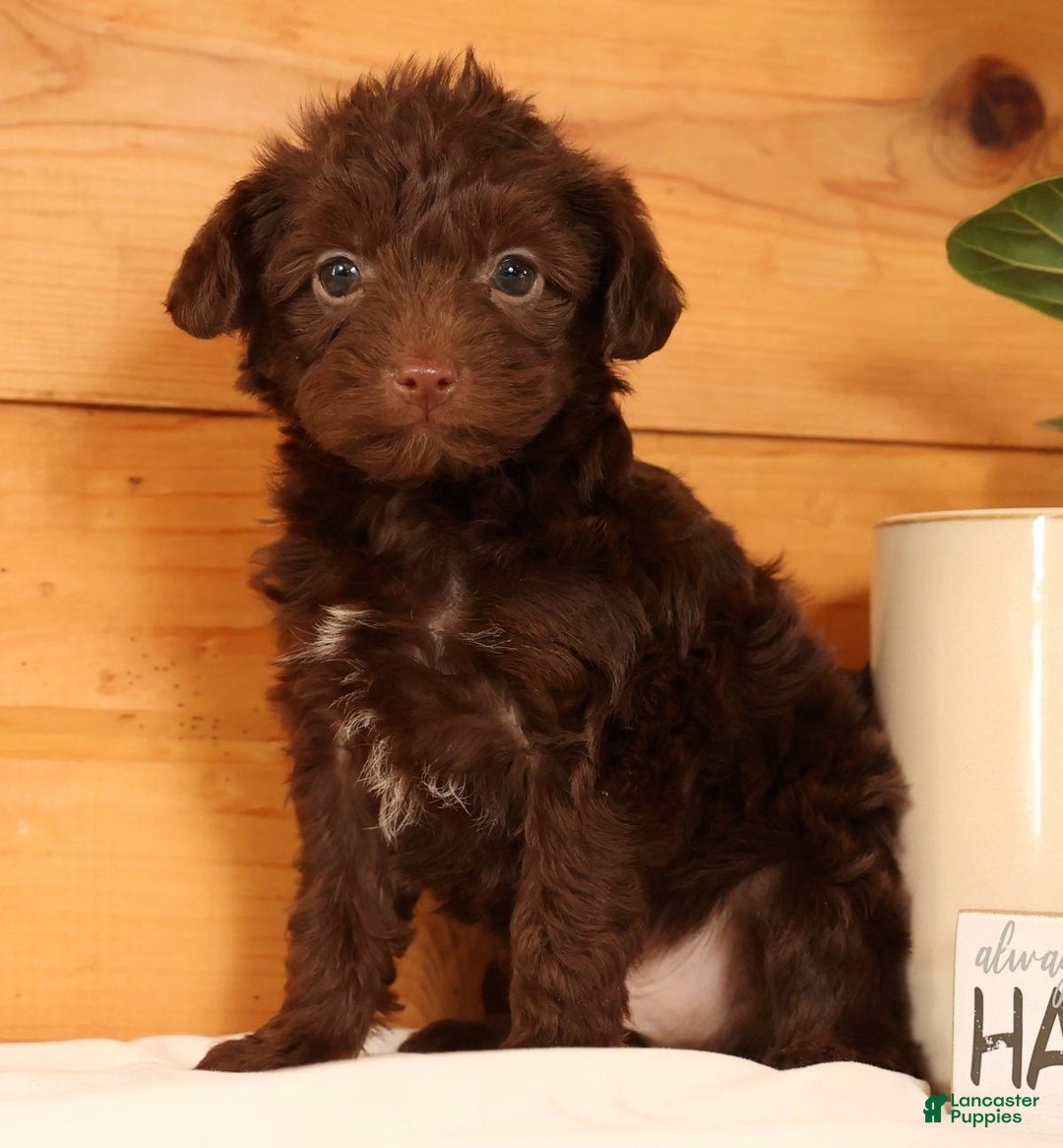 Yorkiepoo dogs for sale: Duey - Ad 3