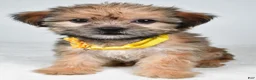 Shorkie dogs for sale: Avery - Ad 7