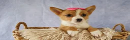Welsh Corgi Pembroke dogs for sale: Yara ❤️ - Ad 14