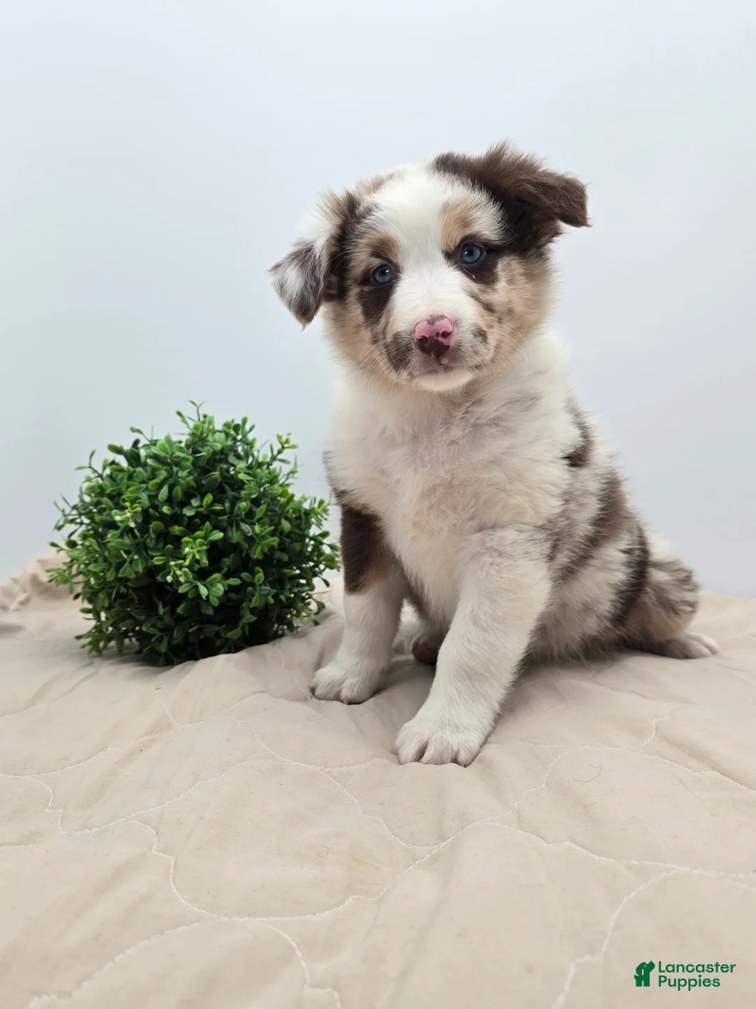 Australian Shepherd dogs for sale: Australian Shepherd Puppy 2 - Ad 1