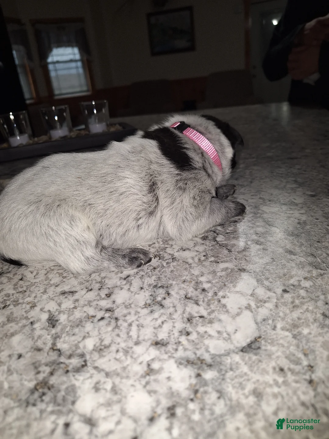 Mixed Breed dogs for sale: Mixed Breed Puppy 4 - Ad 2