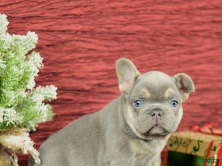 French Bulldog dogs Willie - Ad 31