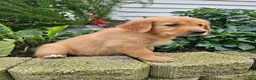 Golden Retriever dogs for sale: Katie  - Ad 6