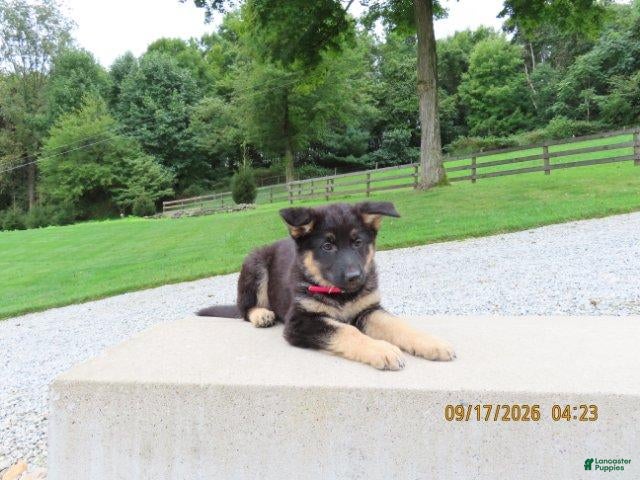 German Shepherd dogs Molly - Ad 2