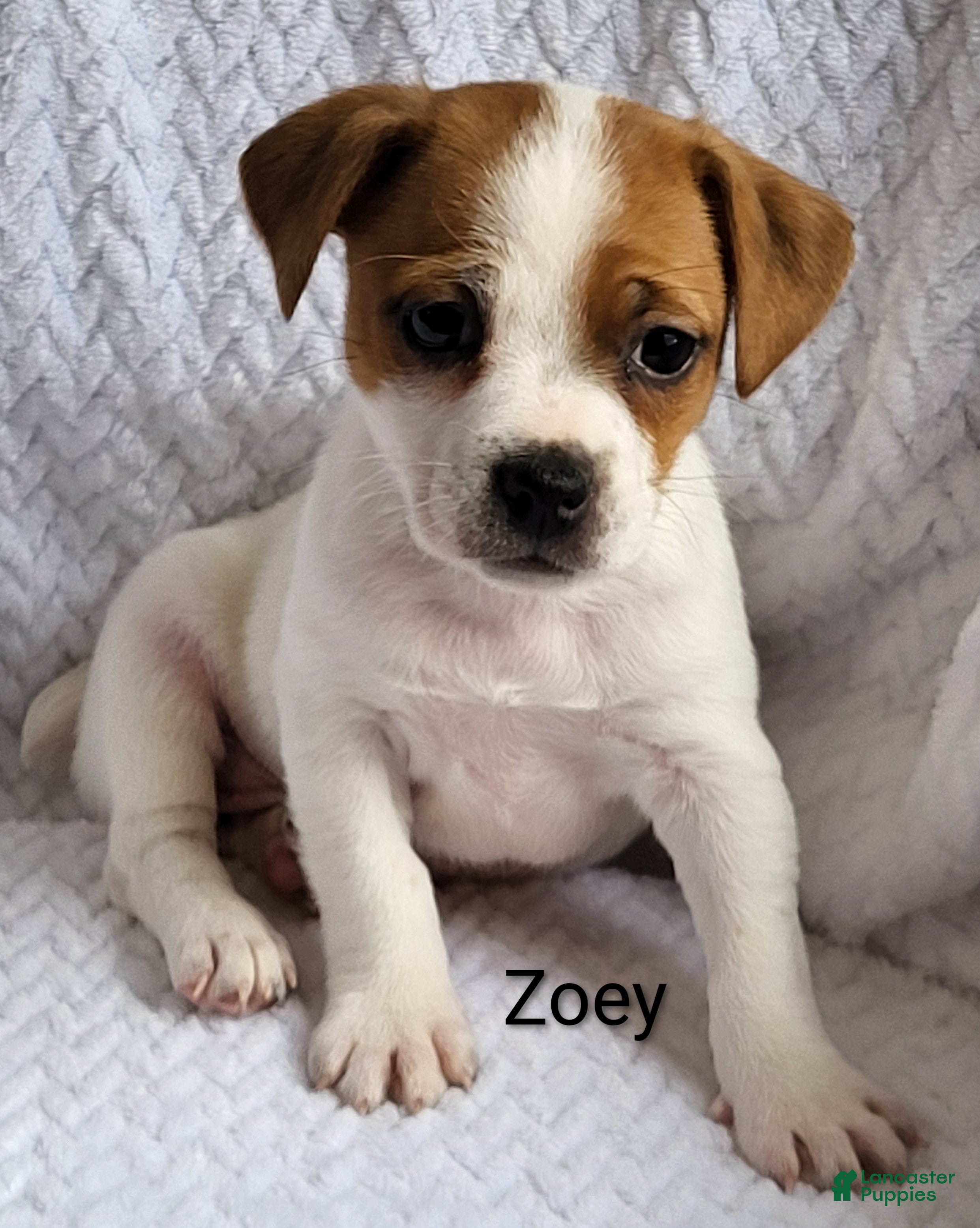 Jack Russell Terrier dogs Jack Russell Terrier Puppy 5 - Ad 1