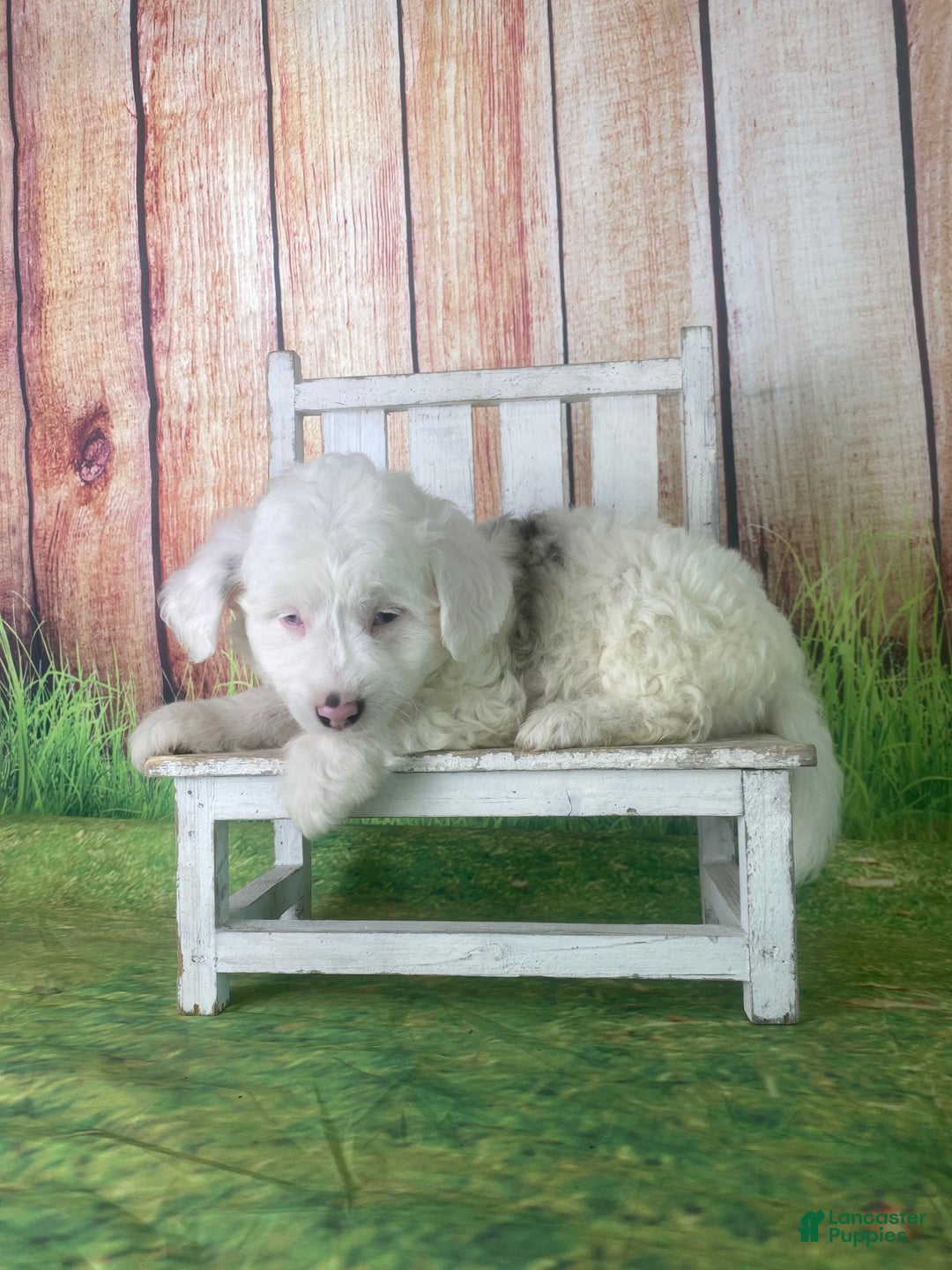 Mini Aussiedoodle dogs for sale: Giovanni - Ad 9