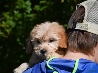 Bichpoo dogs - Ad 31