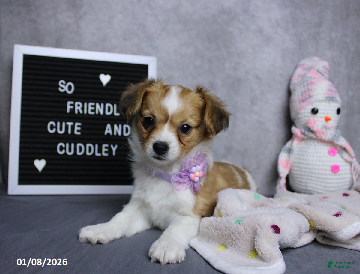 Papillon dogs Nelly - Ad 4