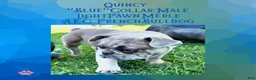 French Bulldog dogs for sale: Quincy “Blue” Collar, Male - Ad 2