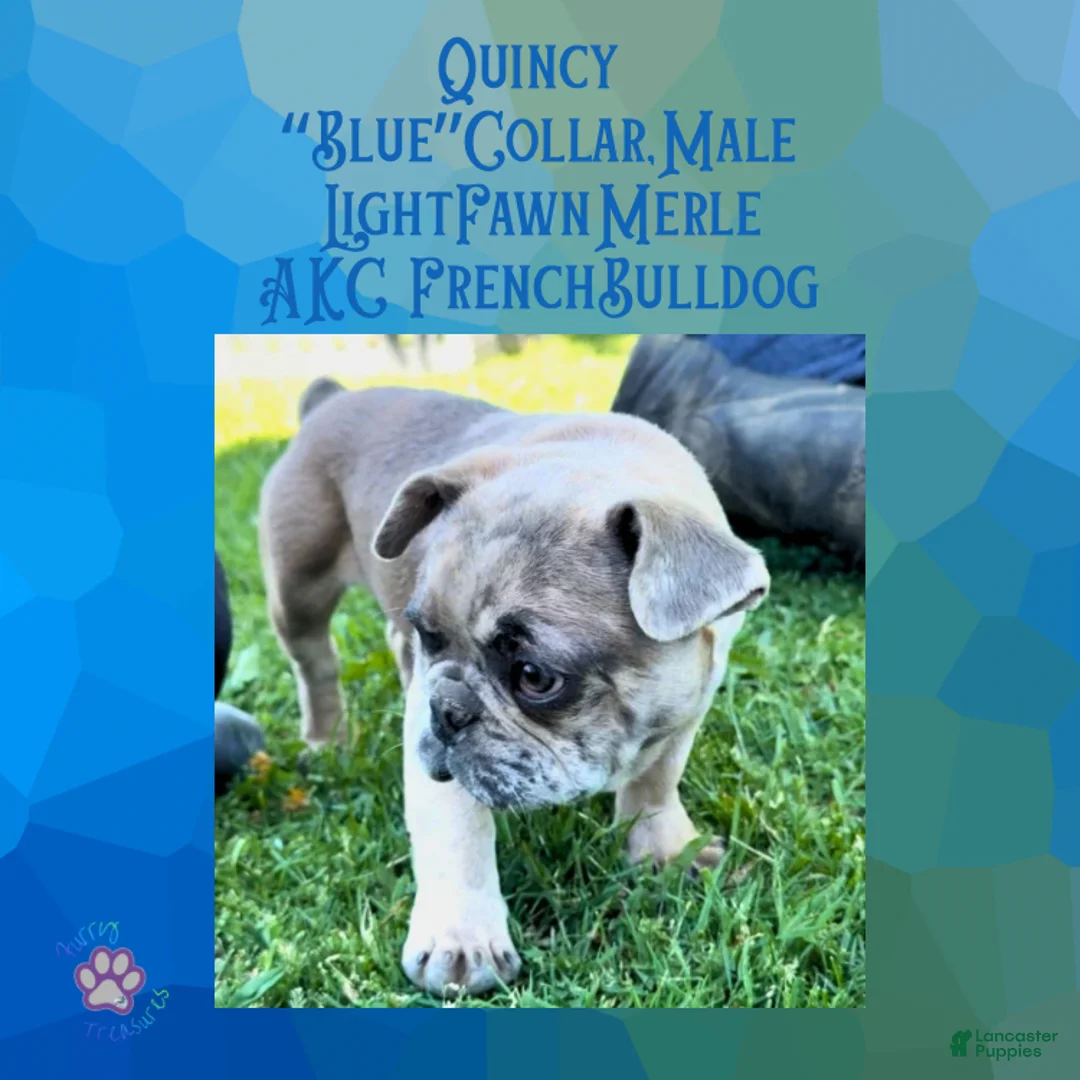 French Bulldog dogs for sale: Quincy “Blue” Collar, Male - Ad 2