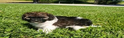 Miniature Poodle dogs for sale: Rocko  - Ad 4