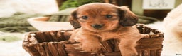 Miniature Dachshund dogs for sale: Tinsel - Ad 6