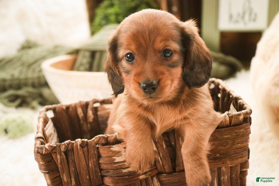 Miniature Dachshund dogs for sale: Tinsel - Ad 6