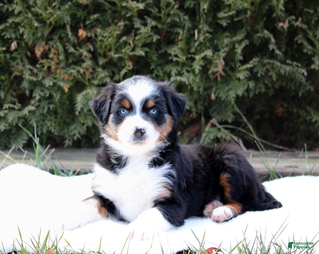Australian Shepherd dogs Pepper - Ad 41