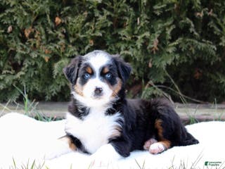 Australian Shepherd dogs Pepper - Ad 39