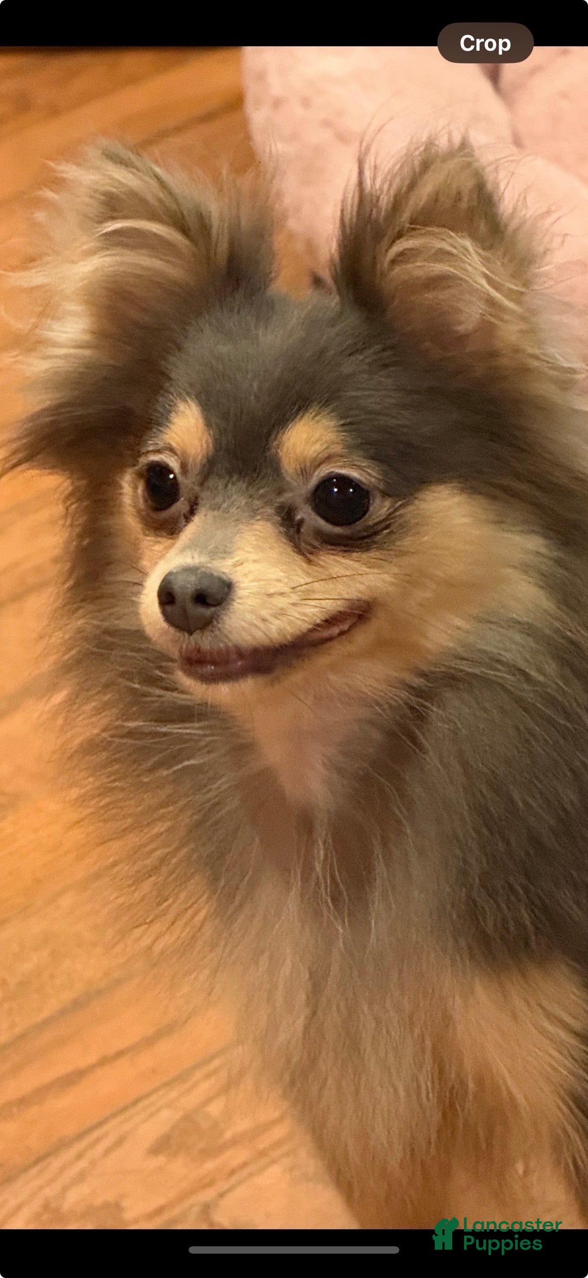 Lily Aka” Lily of the Valley “ 