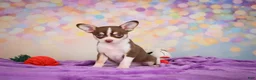Chihuahua dogs for sale: Gideon - Ad 3