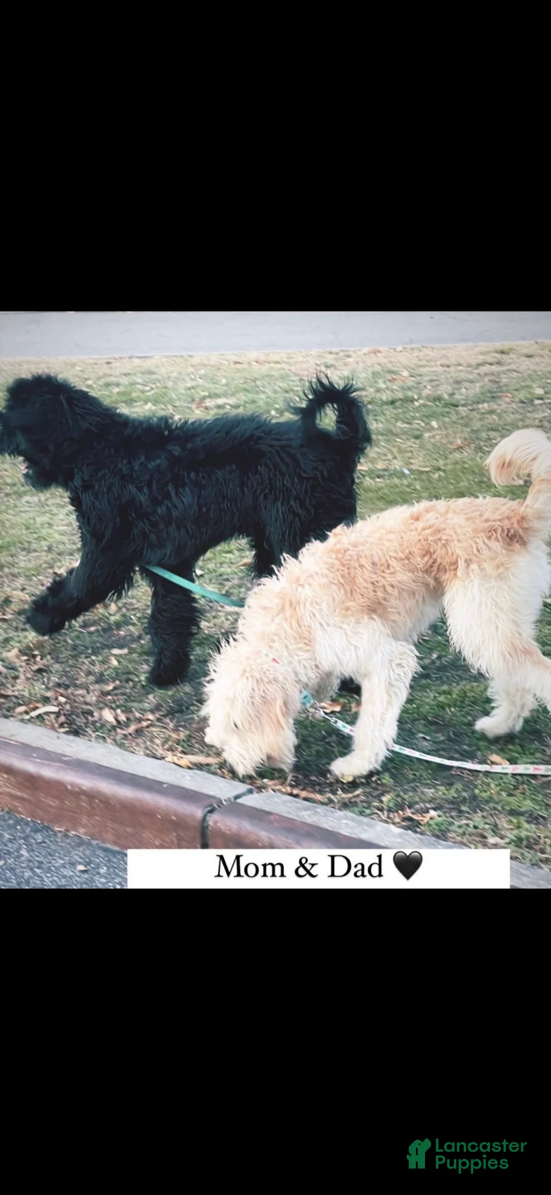 Golden Retriever dogs for sale: Goldendoodle 1 - Ad 5