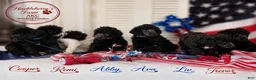 Standard Poodle dogs for sale: Abby - Ad 5