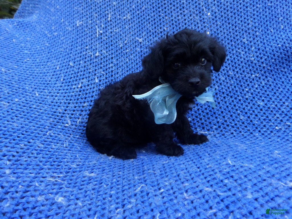 Maltipoo dogs Olly  - Ad 4