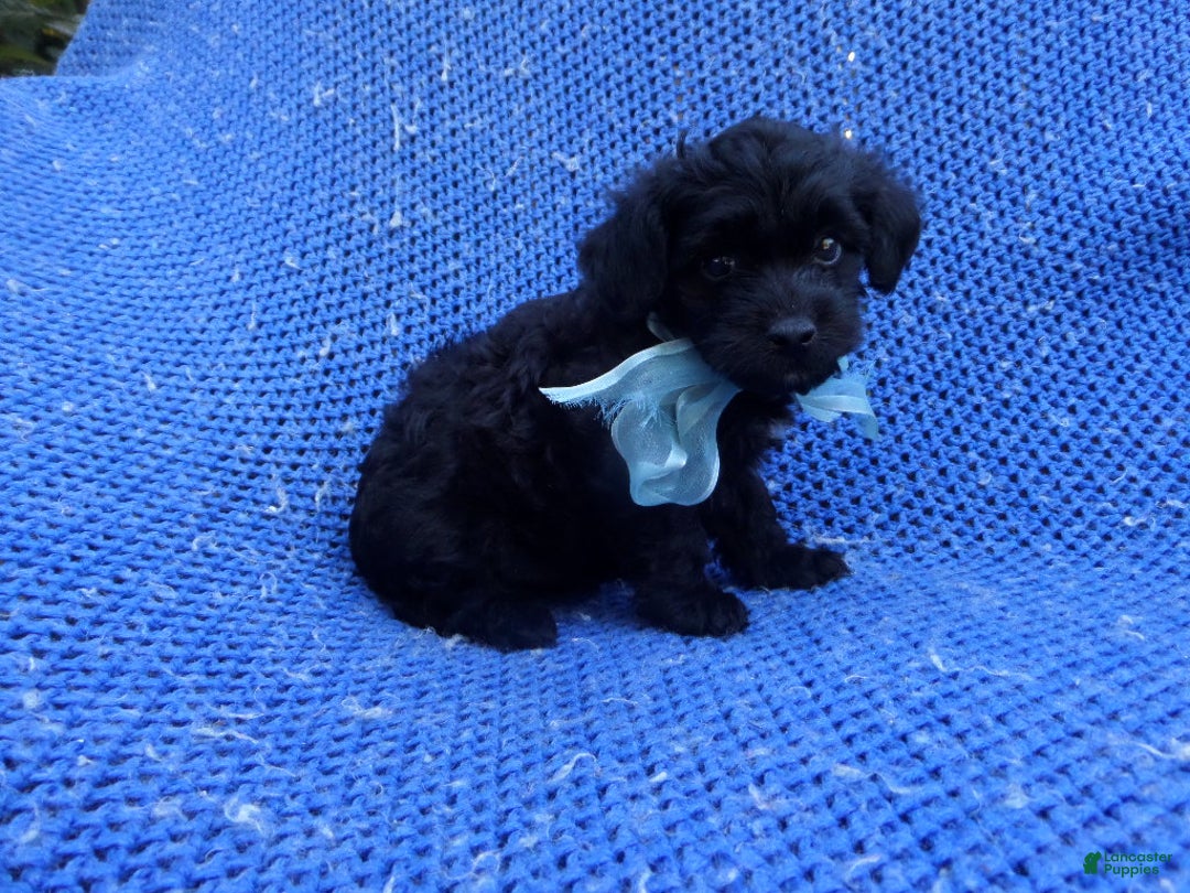 Maltipoo dogs for sale: Olly  - Ad 1