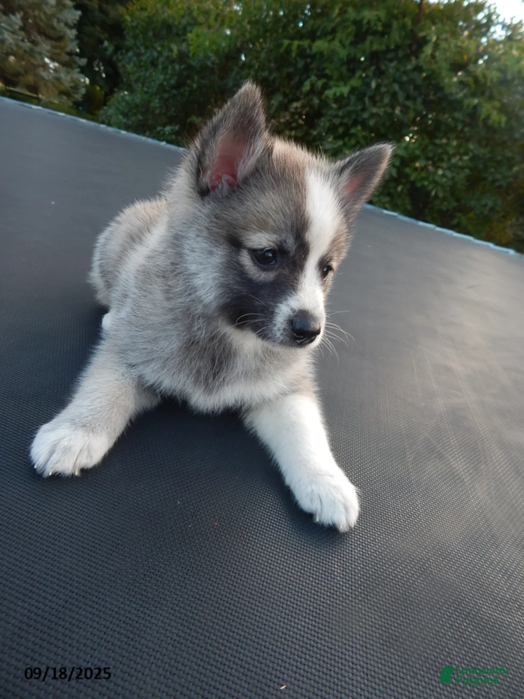 Pomsky dogs for sale: Macy - Ad 11