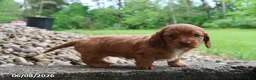 Miniature Dachshund dogs for sale: Ashley - Ad 5