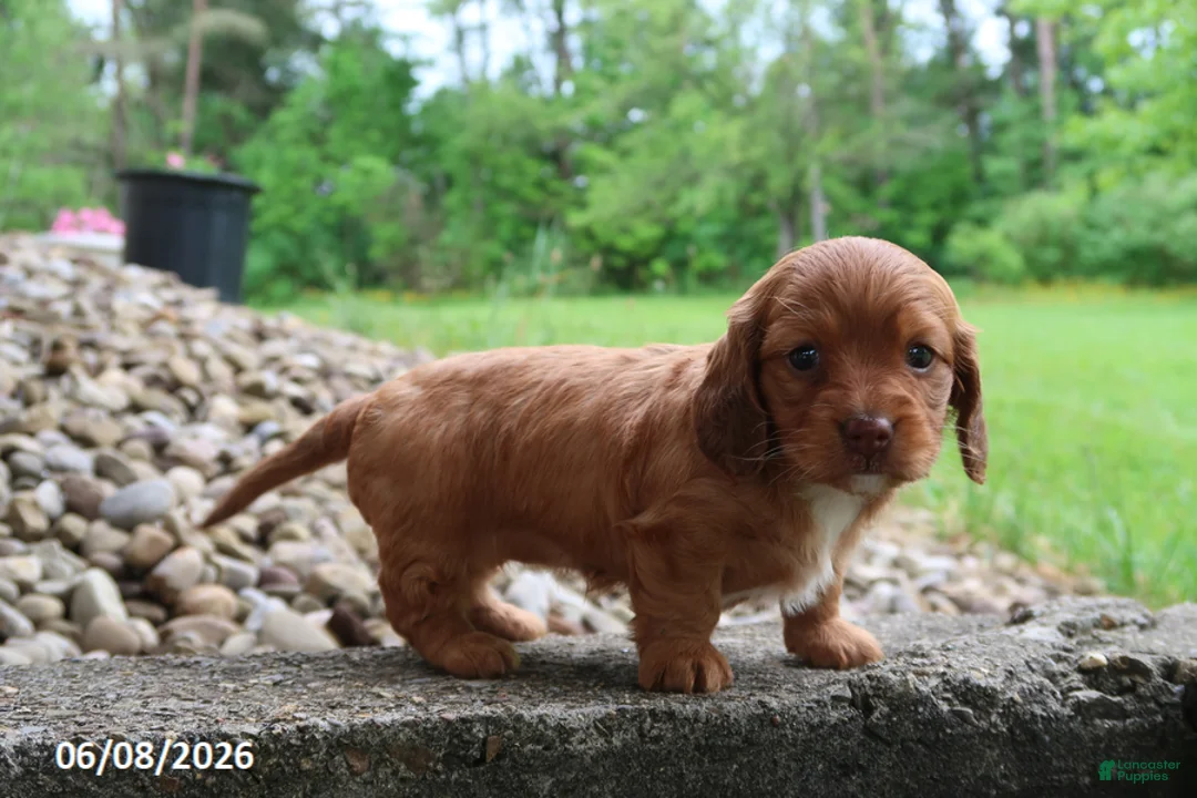 Miniature Dachshund dogs for sale: Ashley - Ad 5